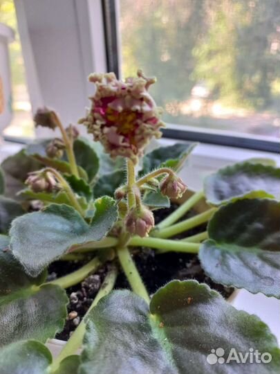 Живой подарок фиалка Ко Орловчанка