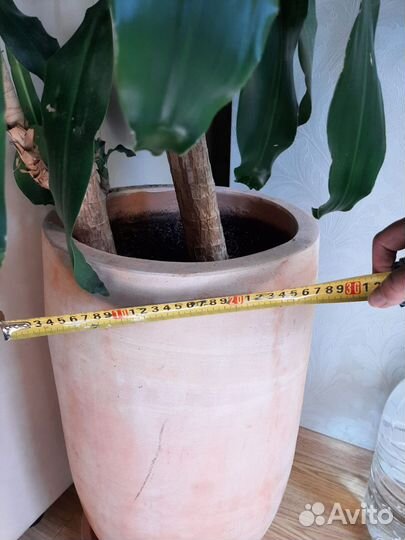 Пальма драцена