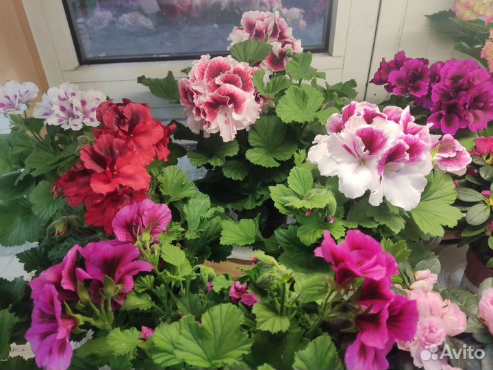 Комнатные растения цветы