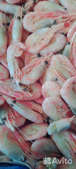 Креветки Мурманские