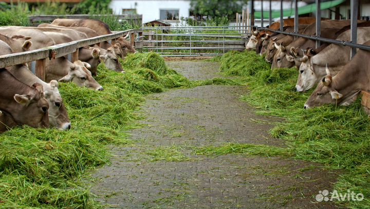 Коровы быки хряки вынужденный забой