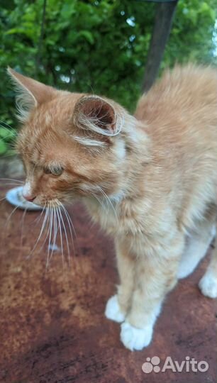 Ласковый рыжик