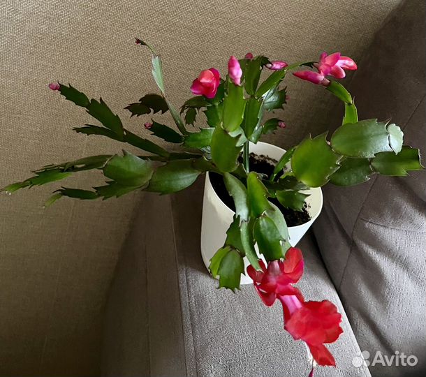 Цветущий красный декабрист (шлюмбергера)