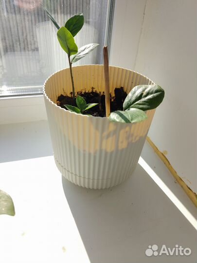 Замиокулькас долларовое дерево 2 шт