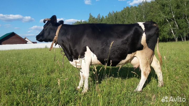 Корова крупных пород