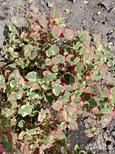 Хауттюйния сердцевидная хамелеон