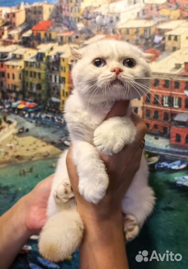Шотландская кошечка