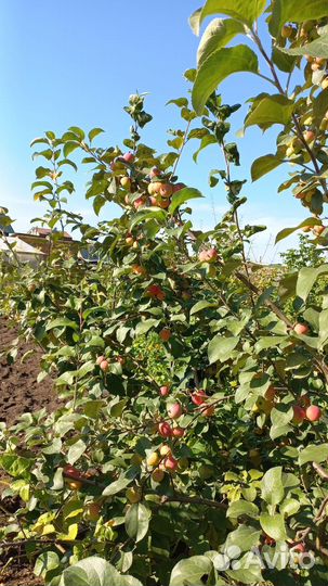 Саженцы яблони