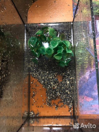 Черепашка ниндзя с аквариумом