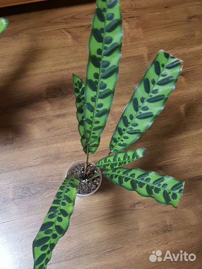 Калатея лансифолия