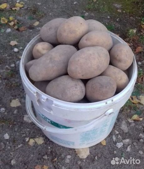 Продам картофель
