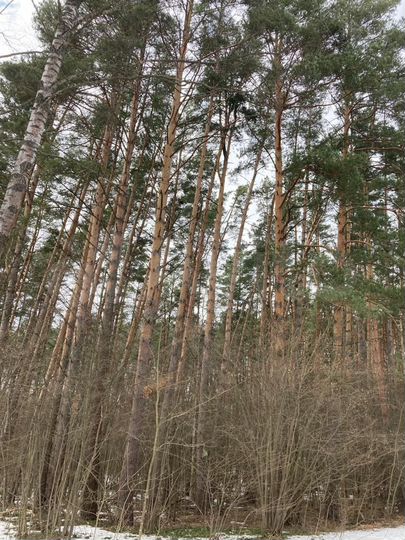 Участок 5,37 га (ИЖС)