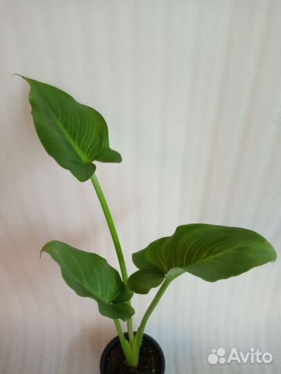 Калла Эфиопская Белая