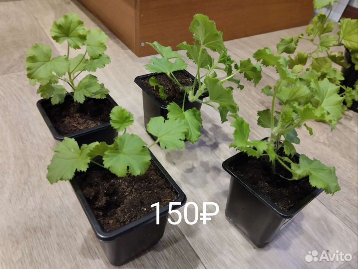 Пеларгония герань