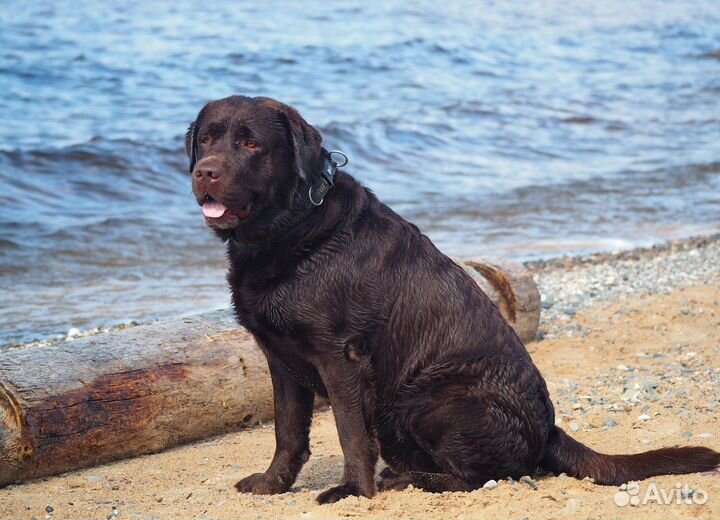 Шоколадная Офелия