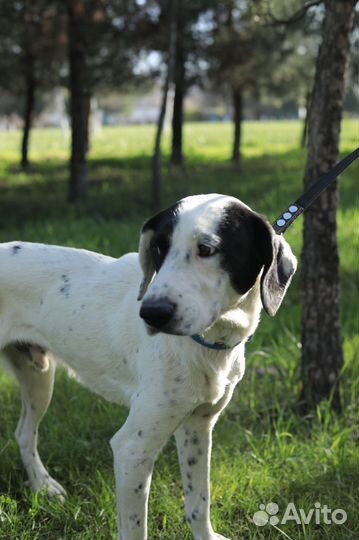 Отдадим в добрые руки