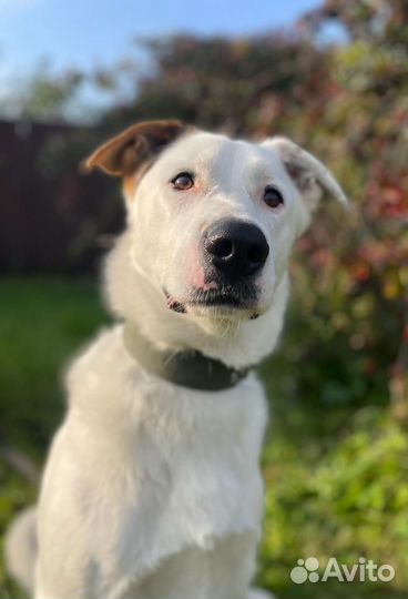 Собака в добрые руки