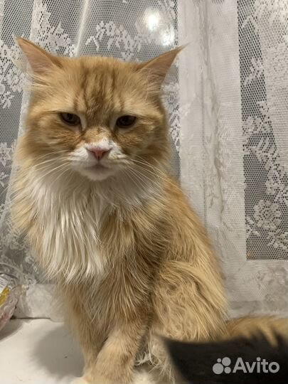 Кот в добрые руки