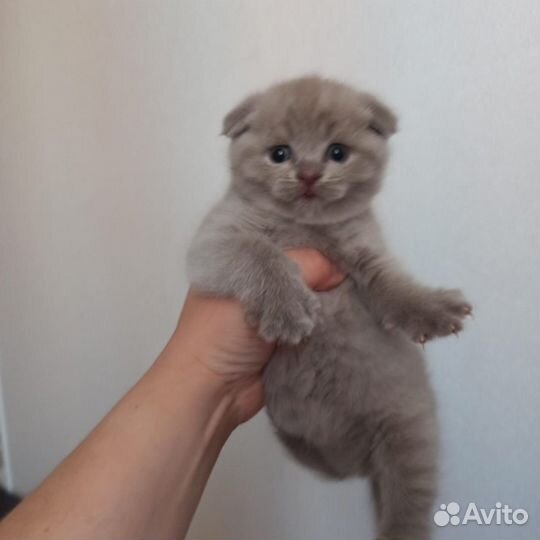 Шотландская вислоухая кошка