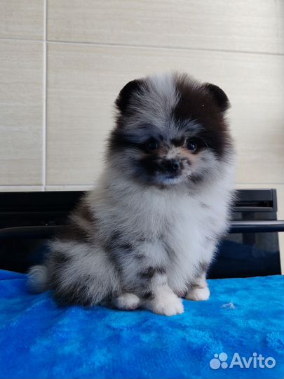 Щенки шпица