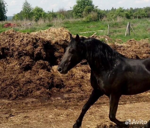 Навоз конский перепревший. Конский перегной