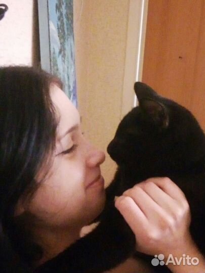 Выгул. Передержка