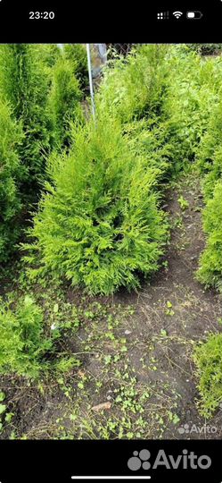 Туя брабант