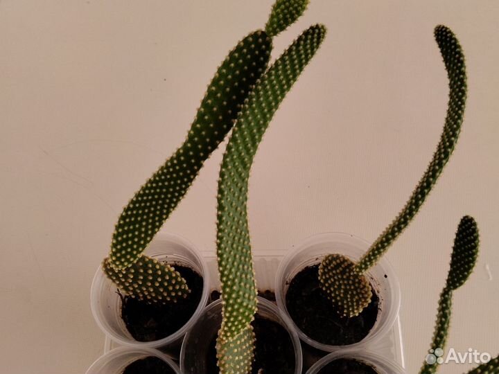 Кактус опунция