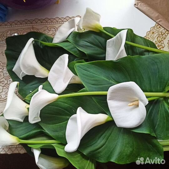Цветы - Каллы эфиопской из домашней теплицы