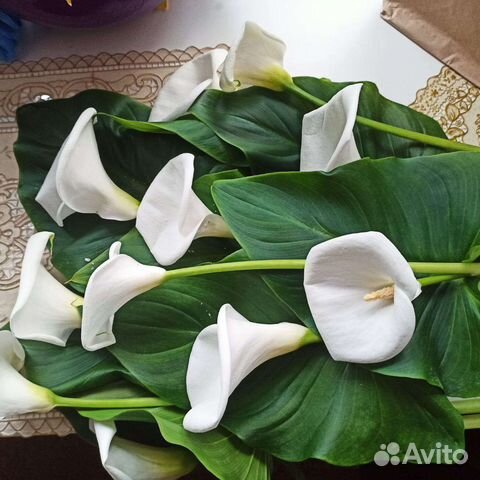 Цветы - Каллы эфиопской из домашней теплицы