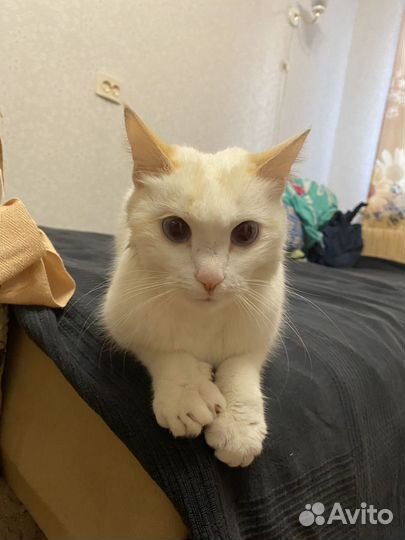 Кошка