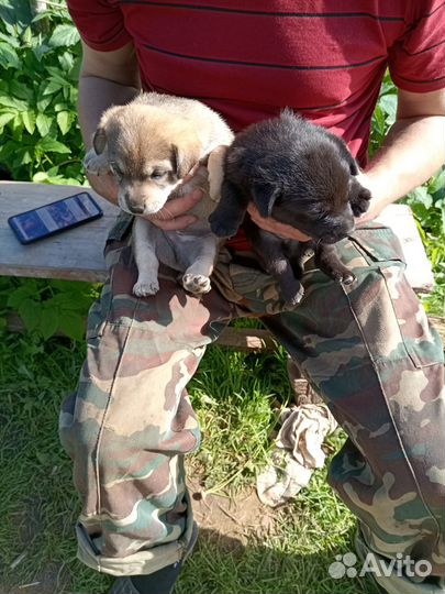 Собаки бесплатно