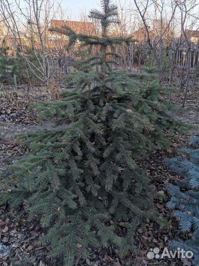 Саженцы сибирских хвойных