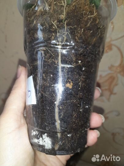 Эпипремнум пинантум себу блю