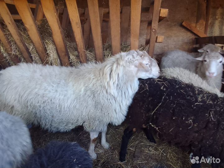 Овцы бараны