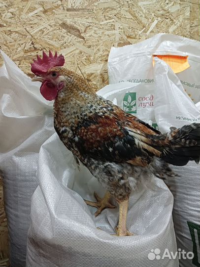 Молодые петушки