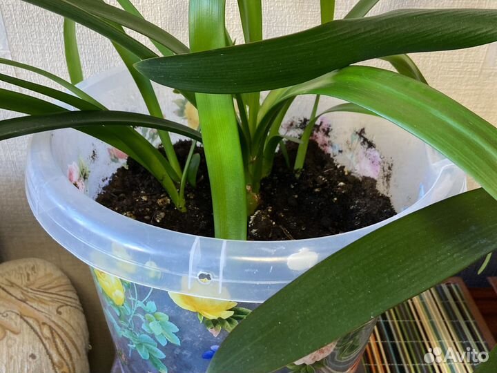 Комнатные цветы кливия