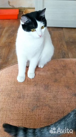 Кошка