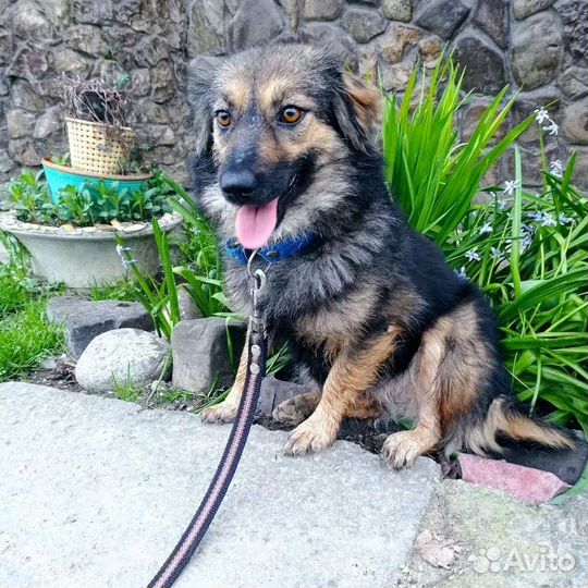 Маленькая собачка