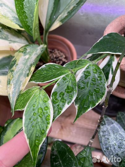 Хойя, хойи на срез