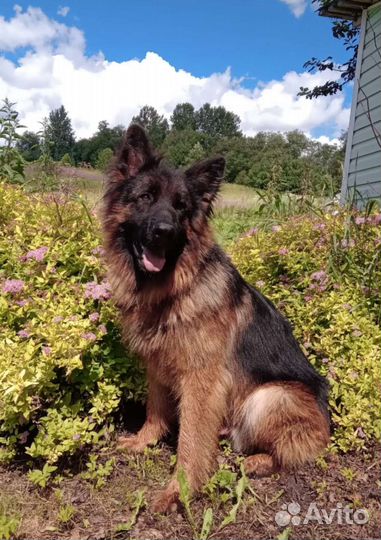Щенок немецкой овчарки длинношерстный