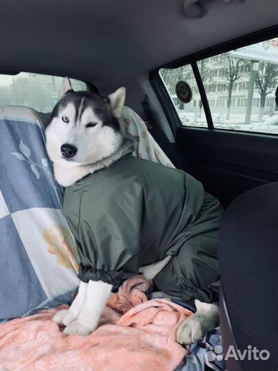 Хаски вязка