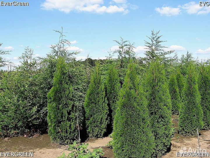 Туи для изгороди