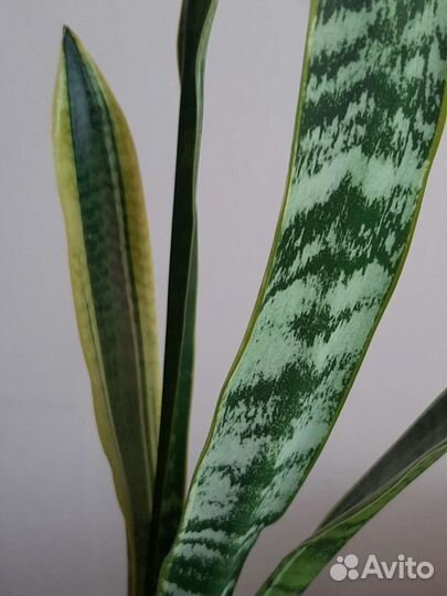 Сансевиерия Высота 45 см