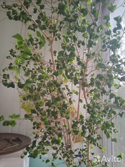 Фикус Бенджамина 