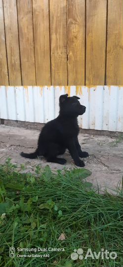 Щенки немецкой овчарки