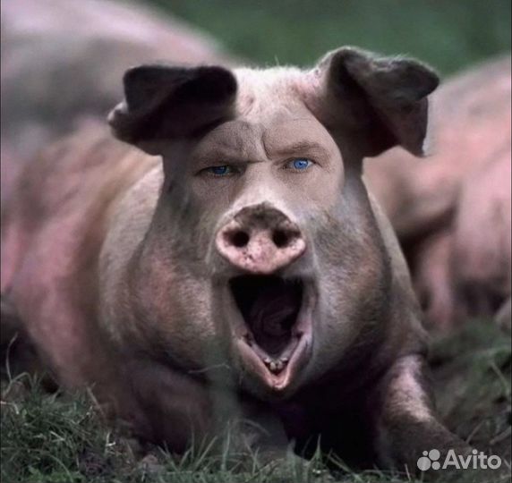 Дикий свин (Китайский)