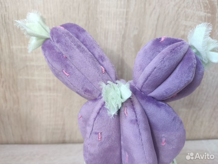 Кактусы и суккуленты