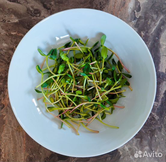 Микрозелень