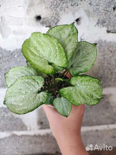 Сингониум сахарное сердце